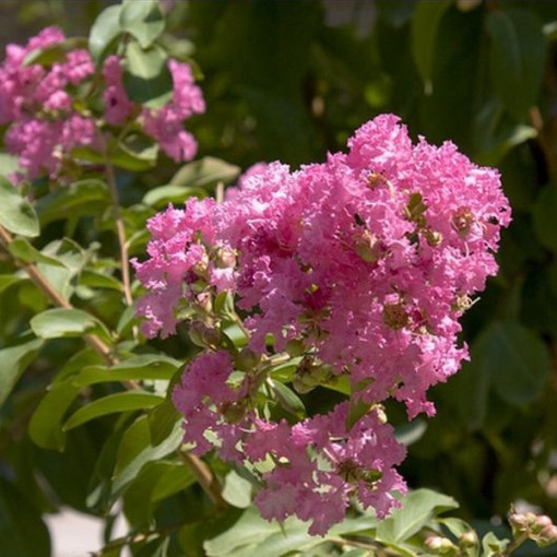 Indian Lagerstroemia (Noonless) pot, 2L
