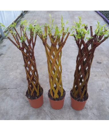 Light Weeping Willow (Salix alba x purpurea) in a 4L